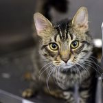 Sable is a 1-year-old domestic shorthair.  She seems shy , but warms up to people quickly when she is pet. She craves attention and can be vocal, but she has a very soft, quiet meow.